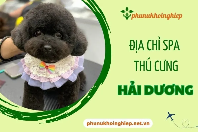 Khám Phá Địa Chỉ Spa Thú Cưng Hải Dương Uy Tín Nhất 2025