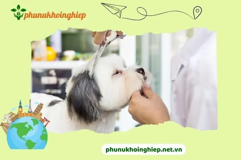 PewPew Pet House - Spa Thú Cưng Hải Dương
