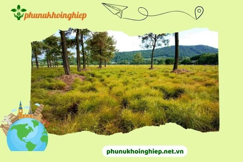 Giới thiệu về cánh đồng hoa rễ Hải Dương