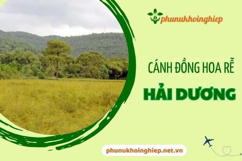 Khám phá cánh đồng hoa rễ – Điểm đến độc đáo ở Hải Dương