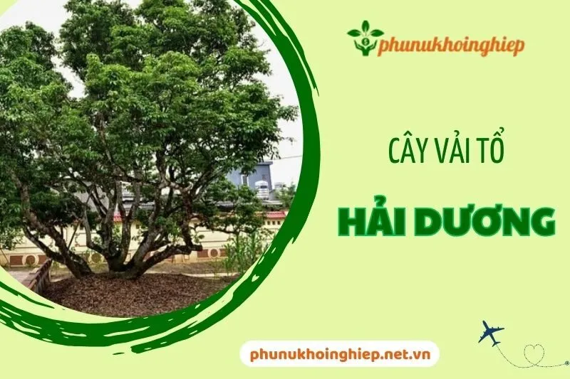 Khám phá cây vải tổ Hải Dương – Di sản hơn 150 năm tuổi