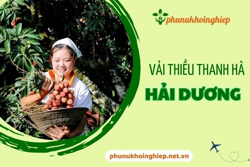Khám Phá Vải Thiều Thanh Hà Hải Dương 2025 - Đặc Sản Nổi Tiếng