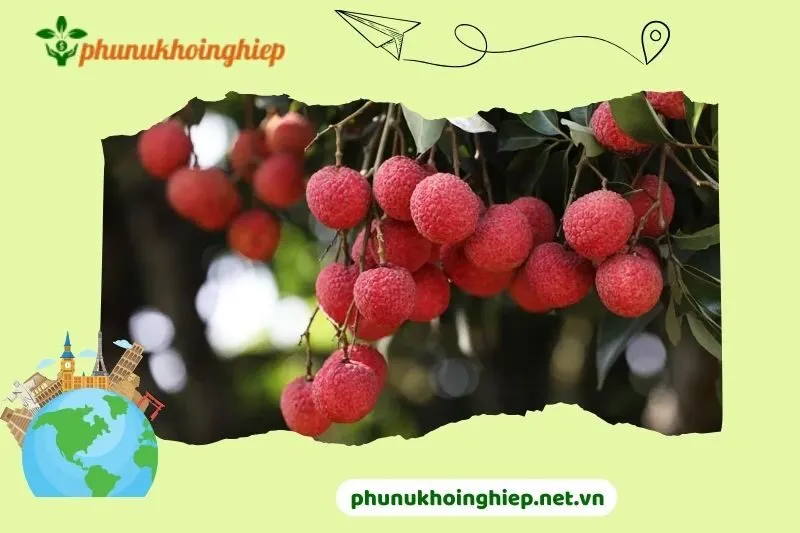 Top danh sách địa điểm Vải thiều